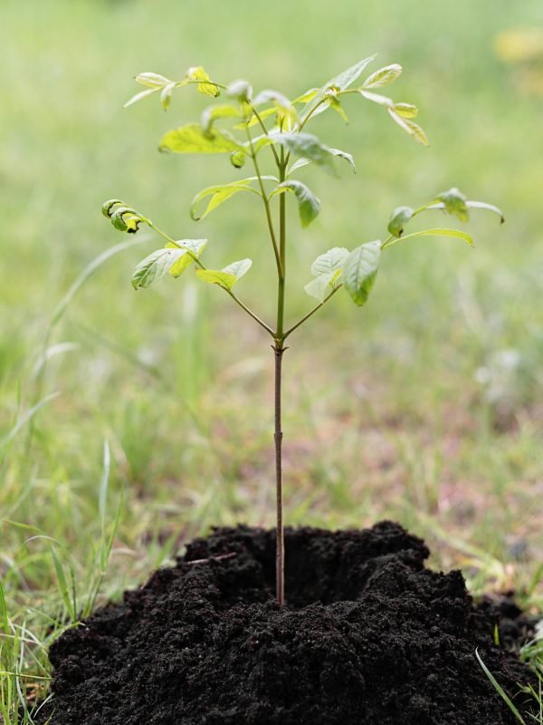 pexels-mikhail-nilov-8543584